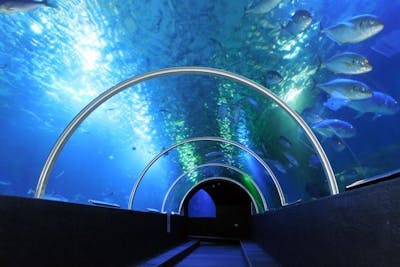 超特割！【最大60%割引】串本海中公園 水族館＋海中展望塔 入場