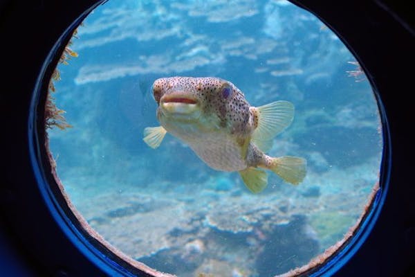 超特割！【最大60%割引】串本海中公園 水族館＋海中展望塔 入場