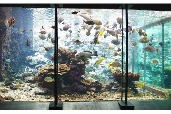 超特割！【20%割引】串本海中公園 水族館＋海中展望塔 入場チケット ｜アソビュー！