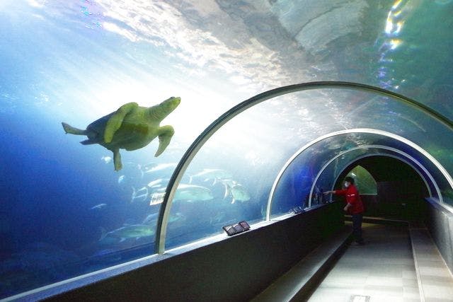超特割！【20%割引】串本海中公園 水族館＋海中展望塔 入場チケット
