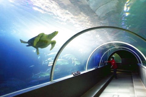 超特割！【20%割引】串本海中公園 水族館＋海中展望塔 入場チケット