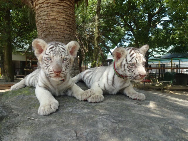 最大0円割引 しろとり動物園 入園料割引 アソビュー