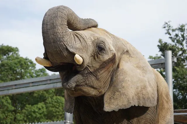 しろとり動物園 夏のナイトZOO 8/30 9/6 9/13 9/20 入園チケット