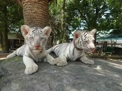 しろとり動物園 夏のナイトZOO 入園チケット（8/29, 9/5, 9/12）