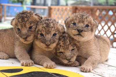平日限定！【未就学児限定割引】しろとり動物園 事前購入チケット