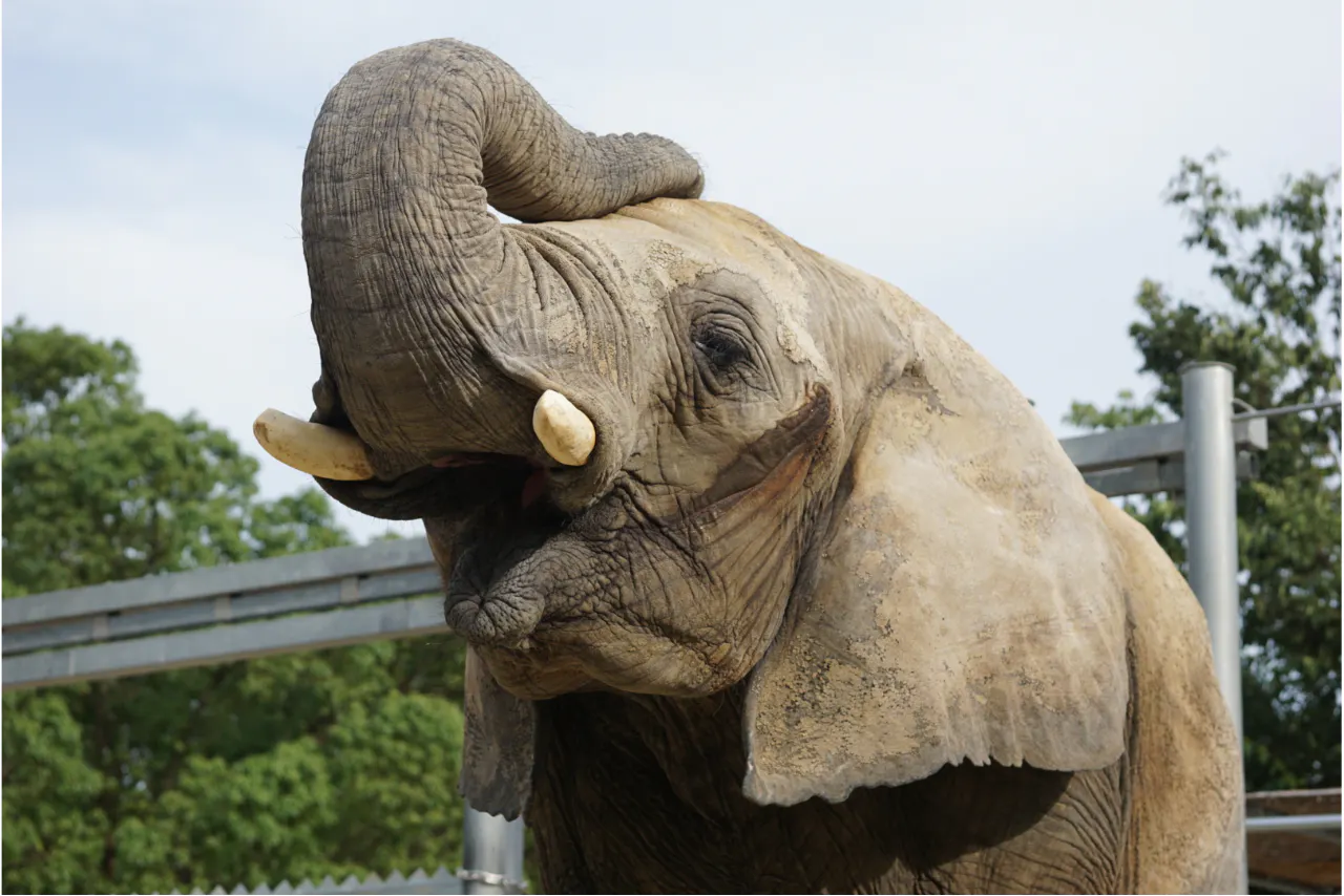 2026/4/11,18 しろとり動物園 春のナイトZOO 入園チケット - しろとり