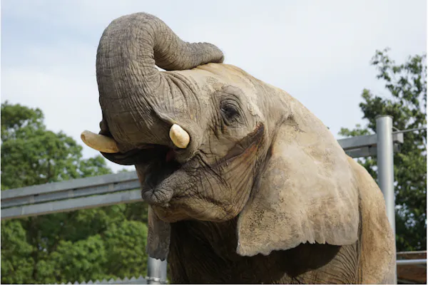 2026/4/11,18 しろとり動物園 春のナイトZOO 入園チケット｜アソビュー！