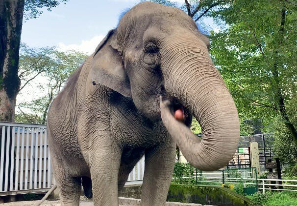 宇都宮動物園 特別優待券2枚 - 遊園地