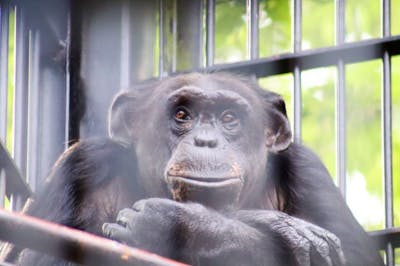 前日までの購入で100円割引！】宇都宮動物園 前売り入園券｜アソビュー！