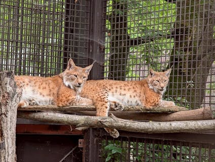 超特割！【アソビュー！限定】宇都宮動物園 大人ペア入園券