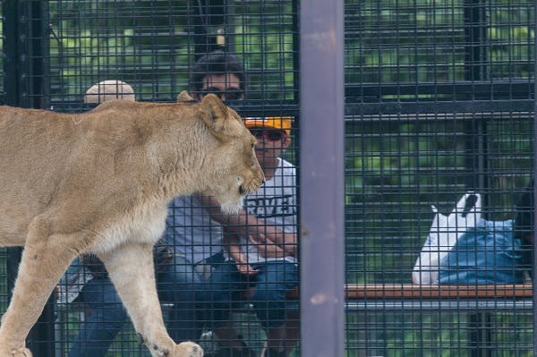 最大500円割引 ライオンに肉やりができる 那須サファリパーク 入園券 Wildride エサやり アソビュー