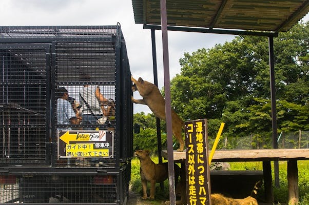 最大500円割引 ライオンに肉やりができる 那須サファリパーク 入園券 Wildride エサやり アソビュー