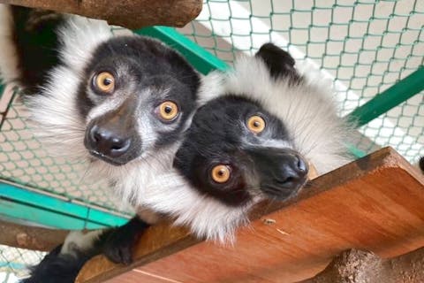 【学生応援プラン！】那須ワールドモンキーパーク 前売り入園券