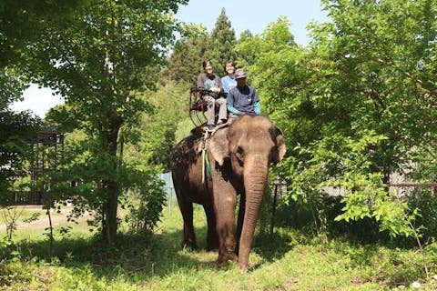 【人気体験コンテンツ！】那須ワールドモンキーパーク入園＋ゾウライドセット券