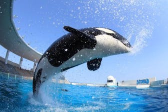 鴨川シーワールド｜割引チケット・クーポンならアソビュー！