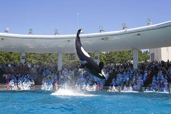 鴨川シーワールド　7月31日(日曜日)指定入館券 公式＞鴨川シーワールド-東京・千葉の水族館テーマパーク