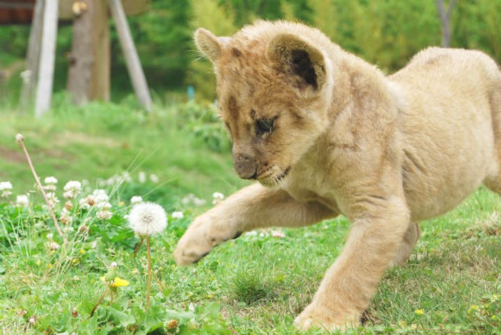 秋吉台自然動物公園 サファリランド