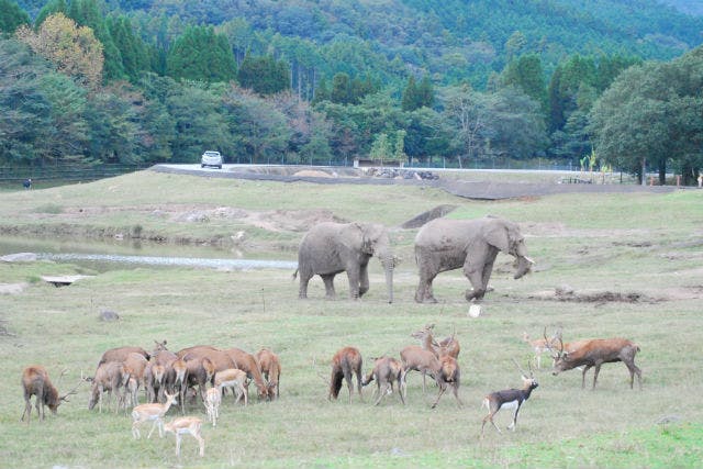 秋吉台自然動物公園 サファリランド｜割引チケット・クーポンなら