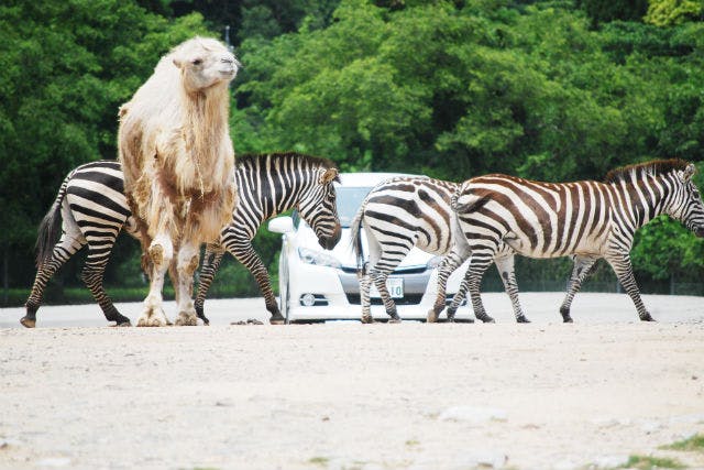 秋吉台自然動物公園 サファリランド｜割引チケット・クーポンなら