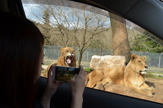 秋吉台自然動物公園 サファリランド クーポン（入園チケット）｜アソビュー！