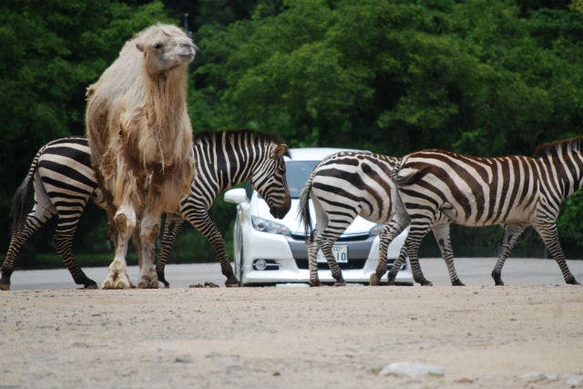 秋吉台自然動物公園 サファリランド クーポン（入園チケット