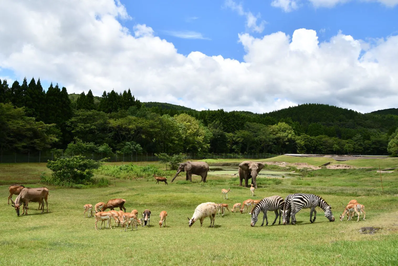 秋吉台自然動物公園 サファリランド クーポン（入園チケット 