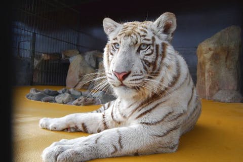 【やまぐちのアソビ新発見割・20％OFF対象】秋吉台サファリランド 入園チケット＋エサ代（200円）