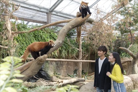 関西 おすすめ動物園一覧 割引クーポン情報 アソビュー