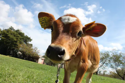 【スイスイ入場】成田ゆめ牧場前売り入場券