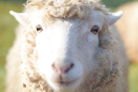 【楽々セットプラン】成田ゆめ牧場入場券＆あそび放題パック