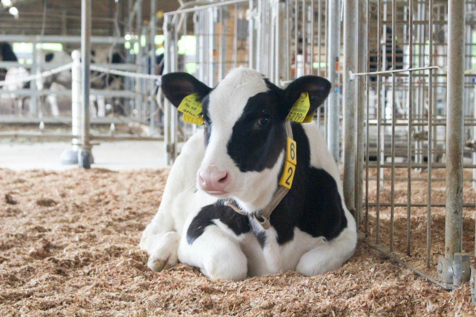 夢牧場様確認用です 夢牧場様確認用です 成田ゆめ牧場 無料