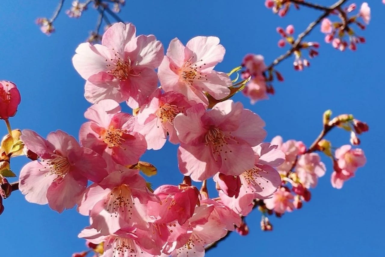 【桜と共に歩む】桜植樹券〜品種:カンザクラ（寒桜）日程:3月7日・8日　場所:第1ゆめ牧場農園