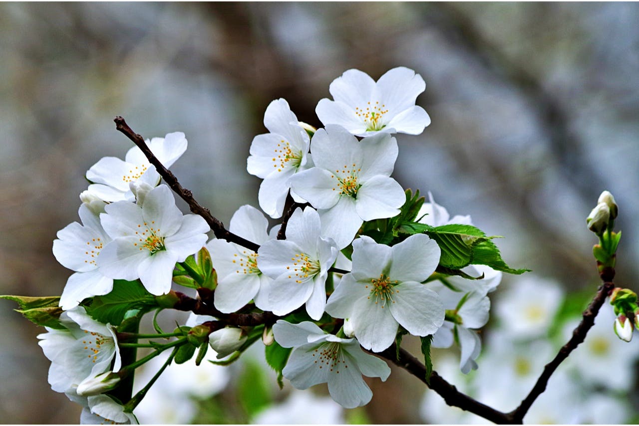 【桜と共に歩む】桜植樹券〜品種:オオシマザクラ（大島桜）日程:2月28日・3月1日　場所:キャンプ場