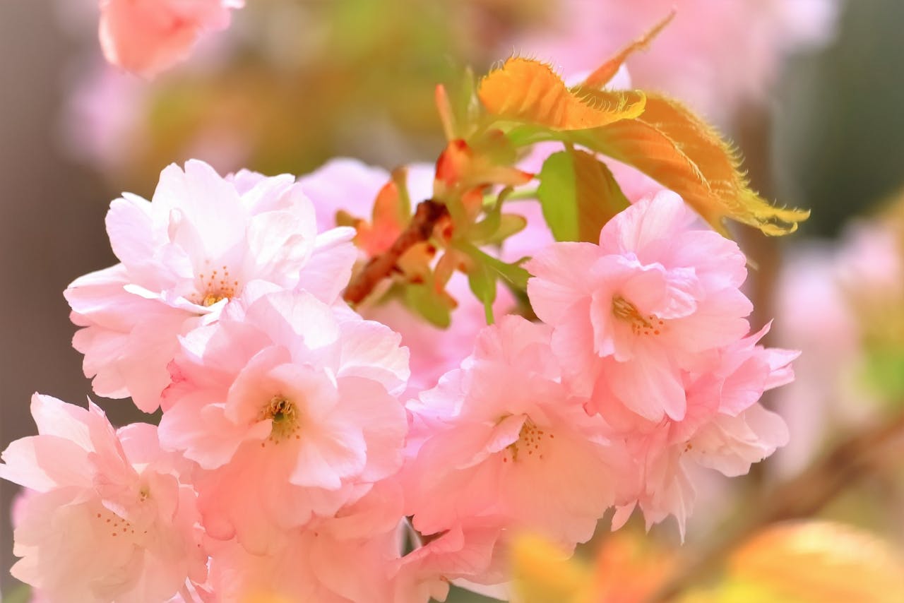 【桜と共に歩む】桜植樹券〜品種:ヨウキヒ（楊貴妃）日程:2月28日・3月1日　場所:キャンプ場