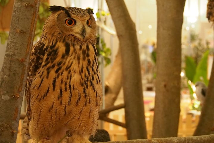 7 割引 Moff Animal Cafe イオンモール幕張新都心店 割引チケット クーポンならアソビュー