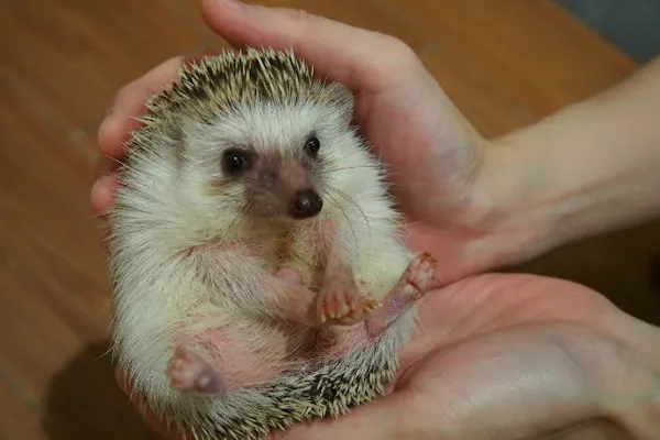 ヒヨコのおやつ付(100円相当)】 Moff animal cafe イオンモール幕張新 