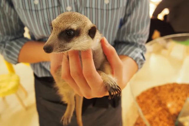 100円割引 Moff Animal Cafe イオンモール幕張新都心店 お得な特典付き利用券 アソビュー