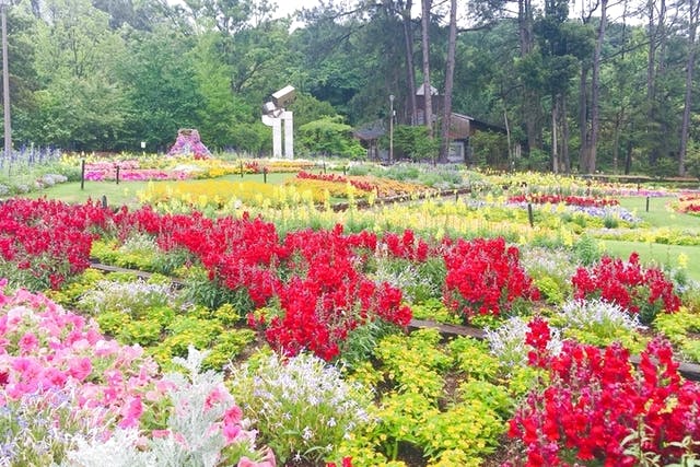 大阪府立花の文化園 入園チケット 前売り券 大阪府立花の文化園