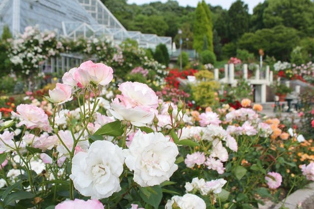 大阪府立花の文化園 入園チケット 前売り券 大阪府立花の文化園