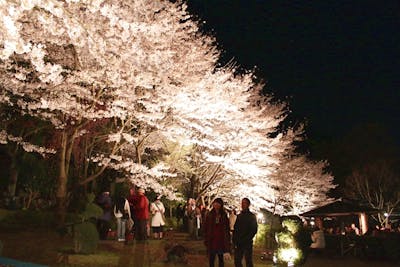 最大0円割引 大阪府立花の文化園 入園チケット 前売り ショップ レストラン商品券1000円 アソビュー