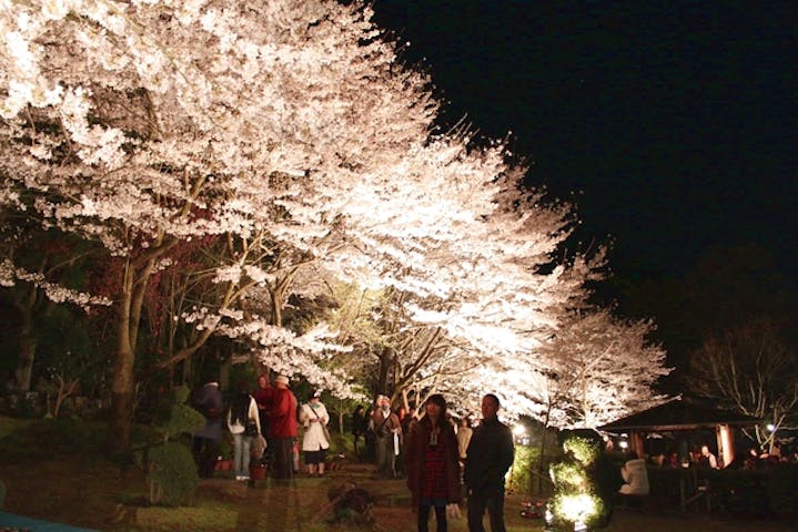 最大0円割引 大阪府立花の文化園 入園チケット 前売り ショップ レストラン商品券1000円 アソビュー