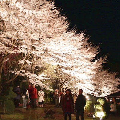 最大0円割引 大阪府立花の文化園 入園チケット 前売り ショップ レストラン商品券1000円 アソビュー 最大0円割引 大阪府立花の文化園 入園チケット 前売り ショップ レストラン商品券1000円 アソビュー