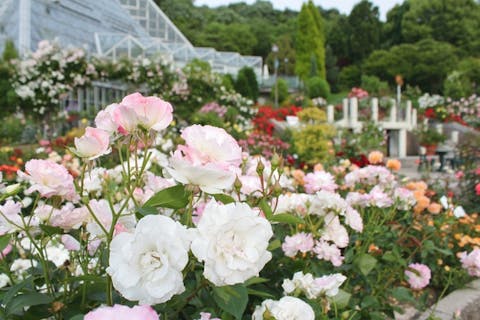 関西 フラワーパーク 植物園の遊び体験 アソビュー 休日の便利でお得な遊び予約サイト