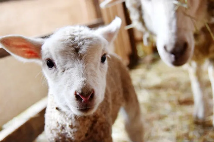 まかいの牧場 割引チケット クーポンならアソビュー