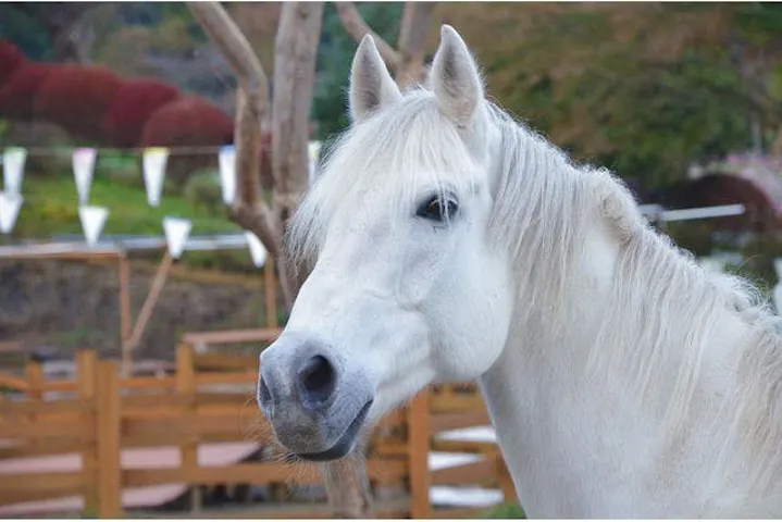 まかいの牧場 割引チケット クーポンならアソビュー