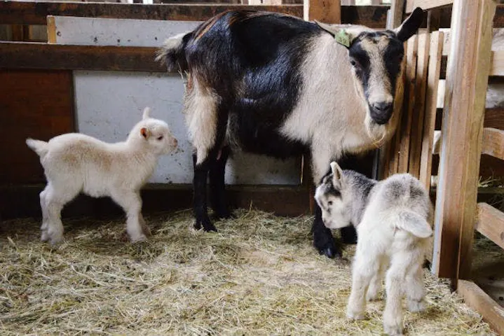 まかいの牧場 割引チケット クーポンならアソビュー