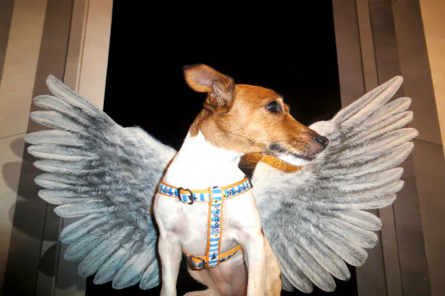 12 割引 那須とりっくあーとぴあ クーポン トリックアート迷宮 館 入館 体験 アソビュー