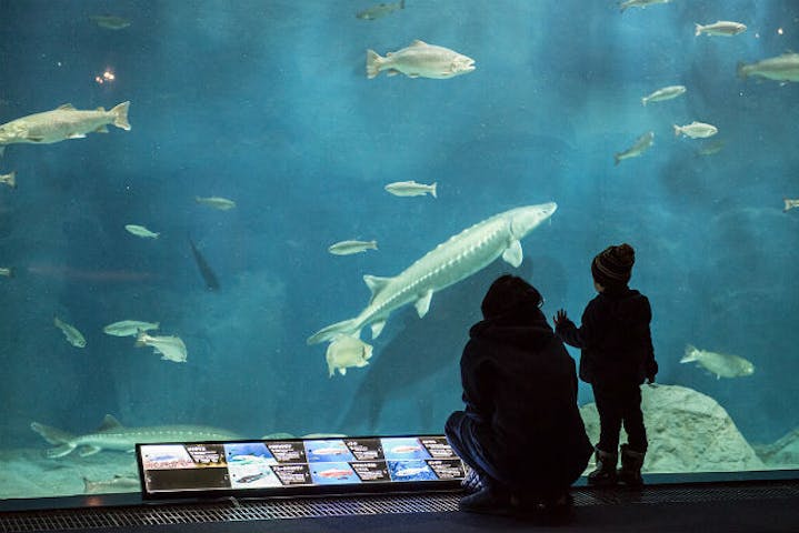 サケのふるさと 千歳水族館 ネット予約ならアソビュー