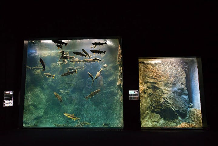 最大0円割引 サケのふるさと 千歳水族館 クーポン 入館 アソビュー