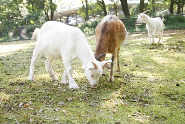 超特割！【最大12％割引】可愛い子ぐまも暮らす動物テーマパーク「阿蘇カドリー・ドミニオン」入園券